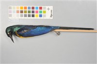 藏品(金胸麗椋鳥)的圖片